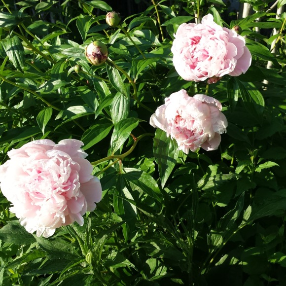 Meet your Posher, Pamela - Picture 1 of 1